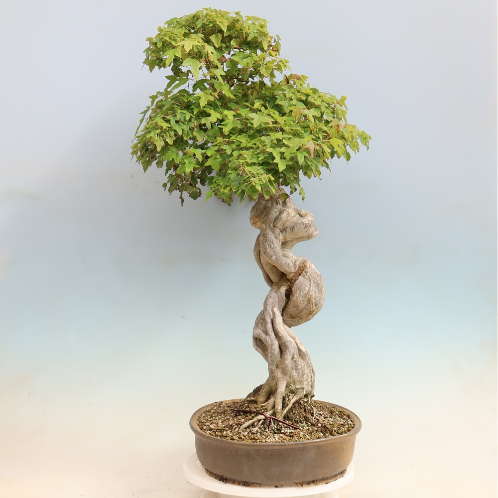 Bonsai voor buiten - Acer Buergerianum - Burgeresdoorn