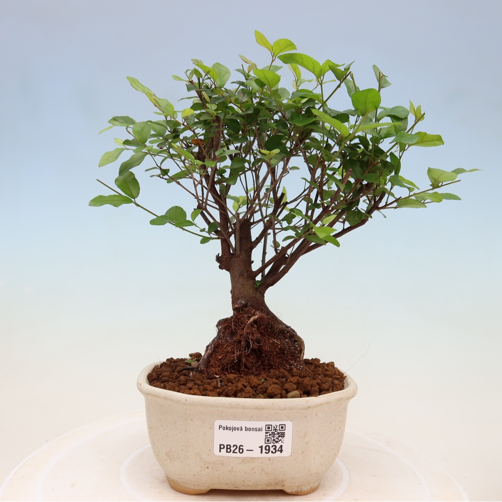 Kamerbonsai - Sageretia thea - Sageretia thea