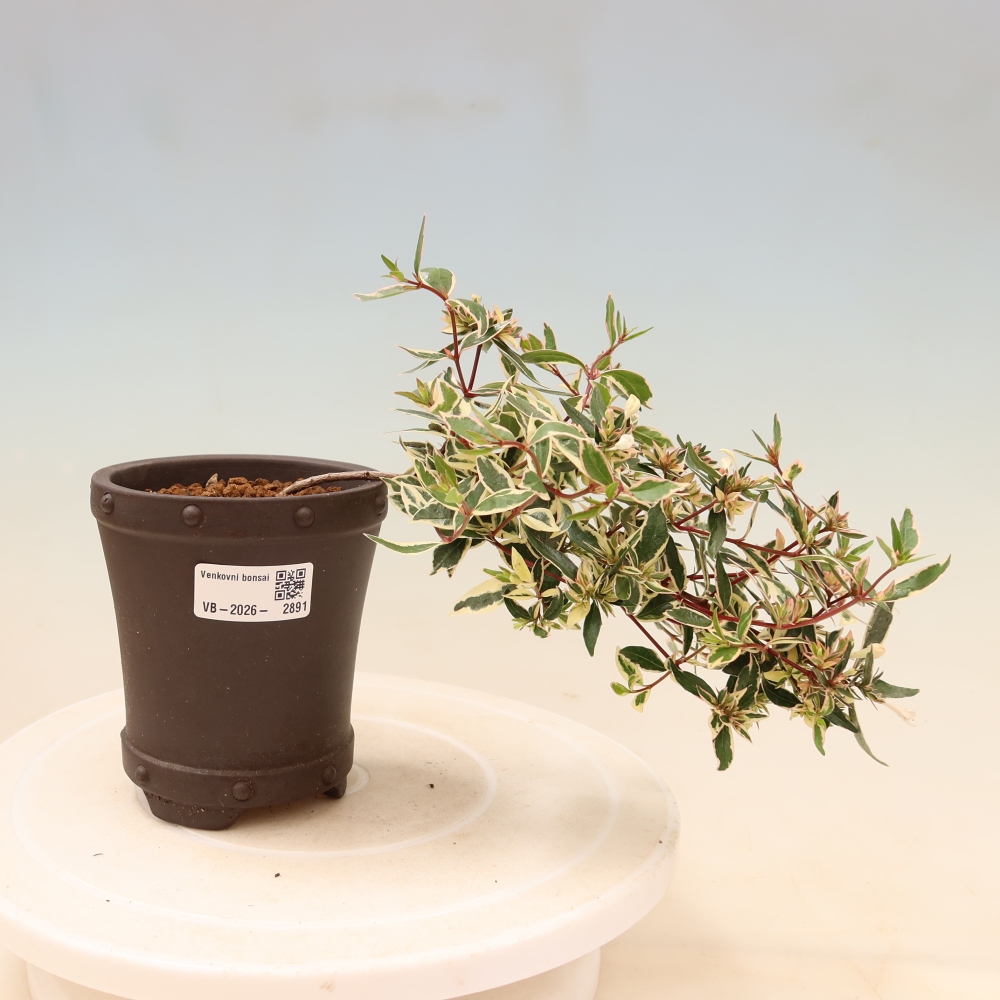 Buitenbonsai - Abelia gr. Confetti - Grootbloemige abelia