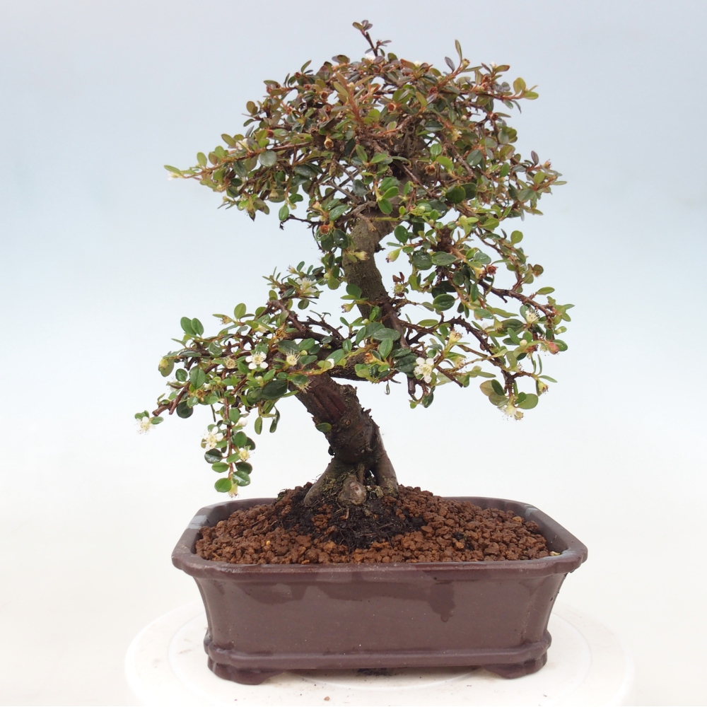 Buitenbonsai-Cotoneaster dammeri - Damer's Rock