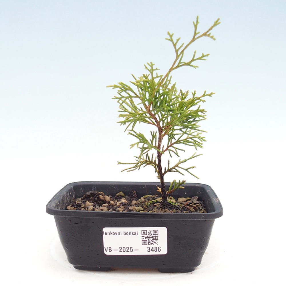Bonsai voor buiten - Juniperus chinensis Itoigawa