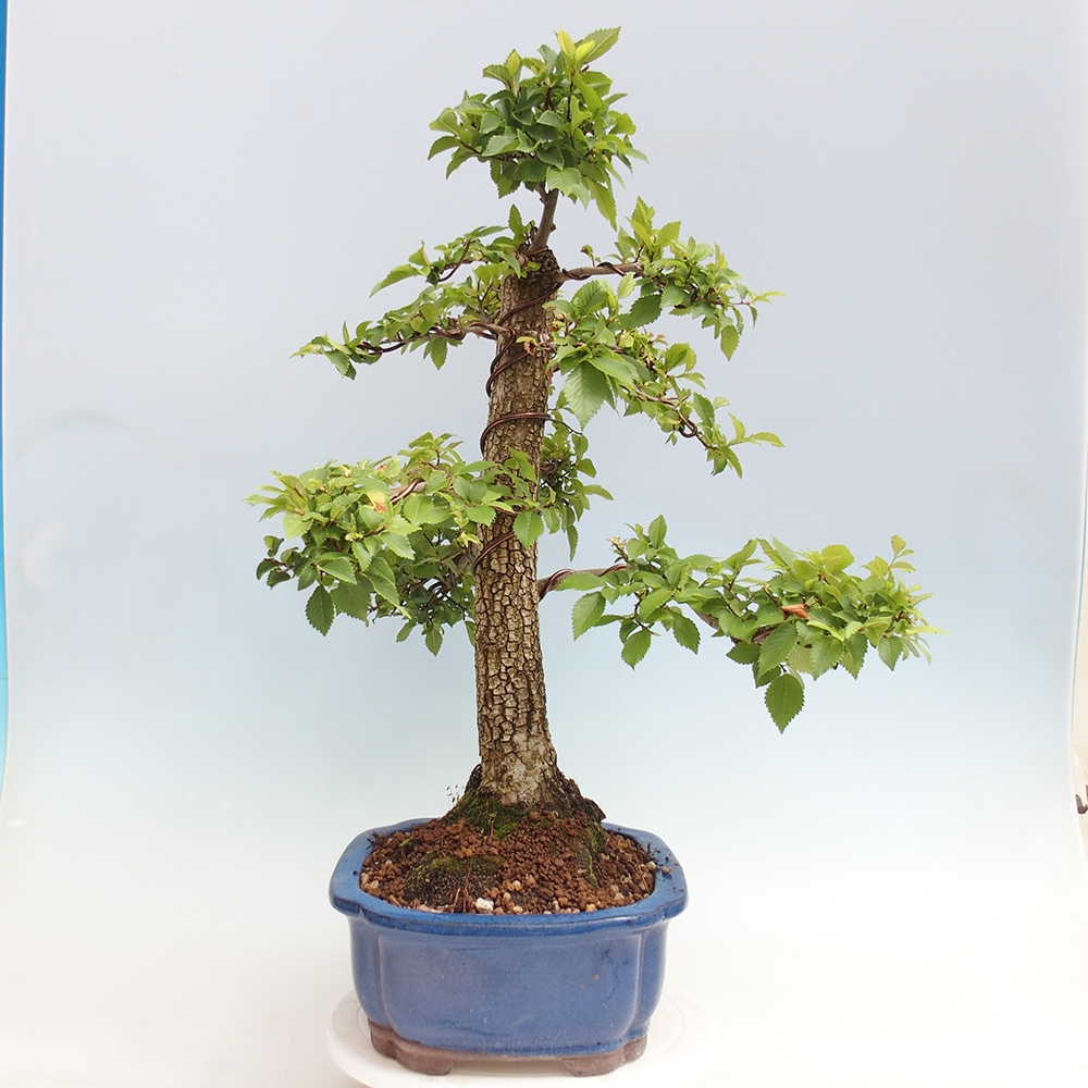 Bonsai voor buiten - Zelkova - Zelkova NIRE