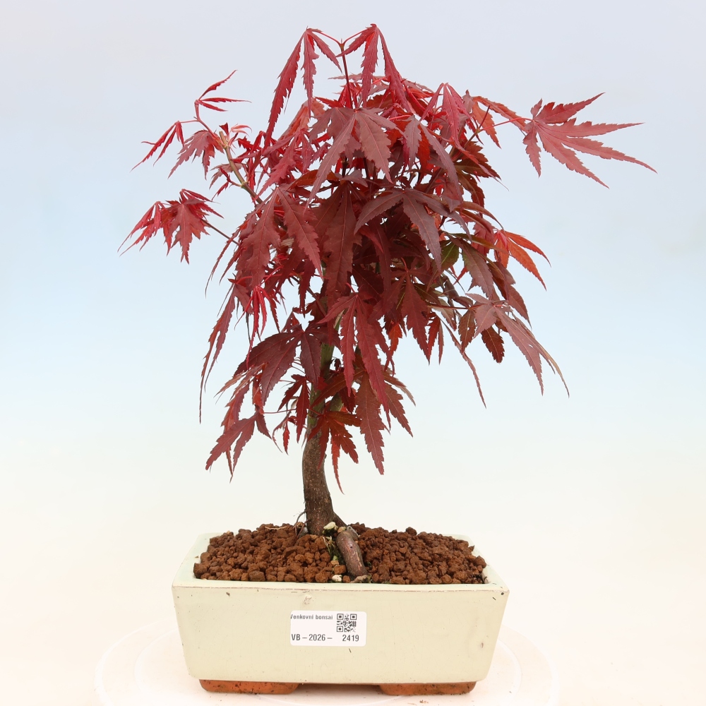 Bonsai voor buiten - Acer palm. Atropurpureum-Javorpalm