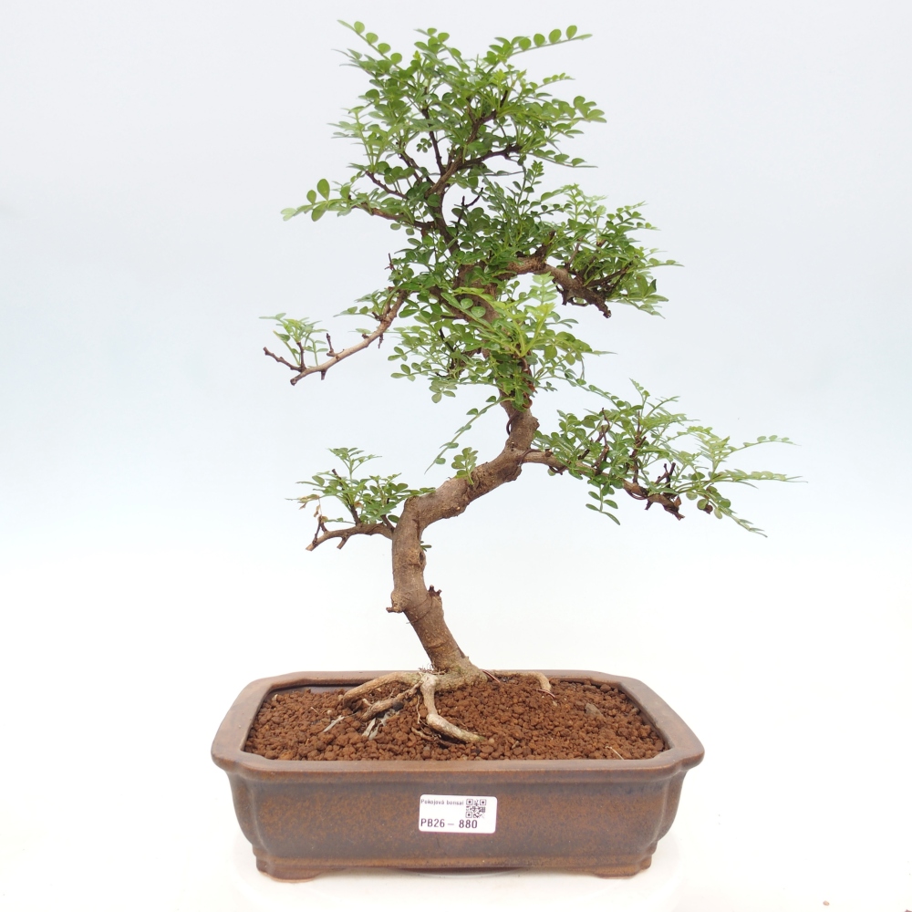 Kamerbonsai - Zantoxylum piperitum - peperboom