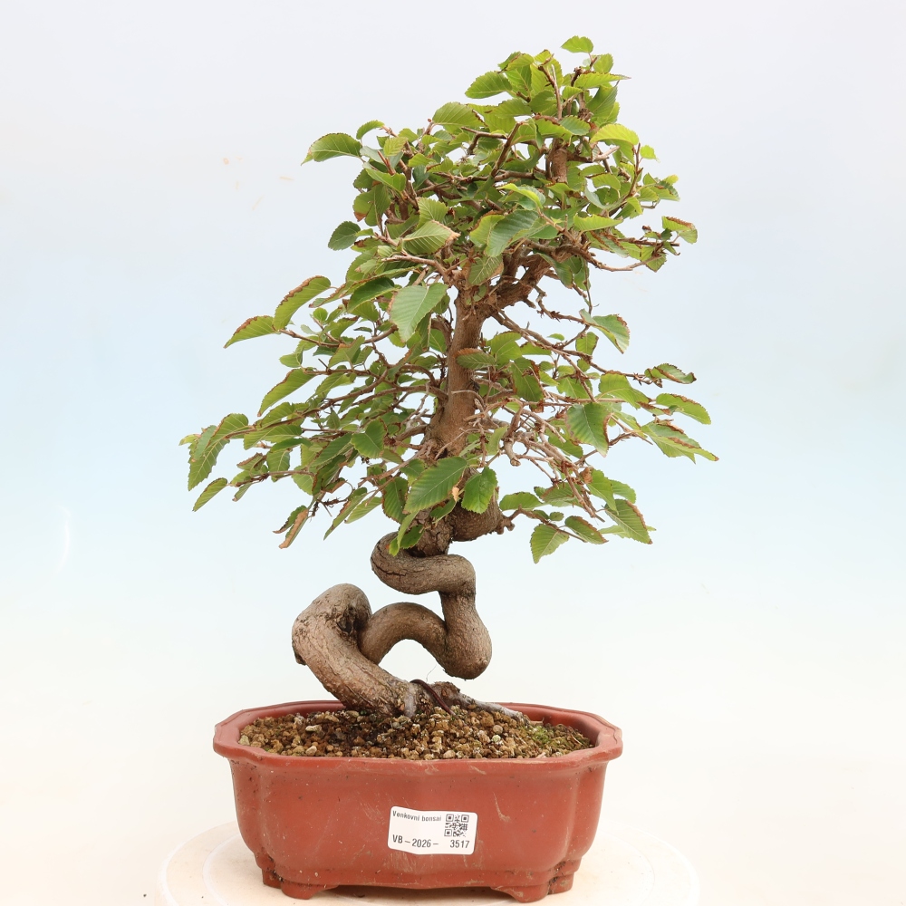 Bonsai voor buiten -Carpinus CARPINOIDES - Koreaanse haagbeuk