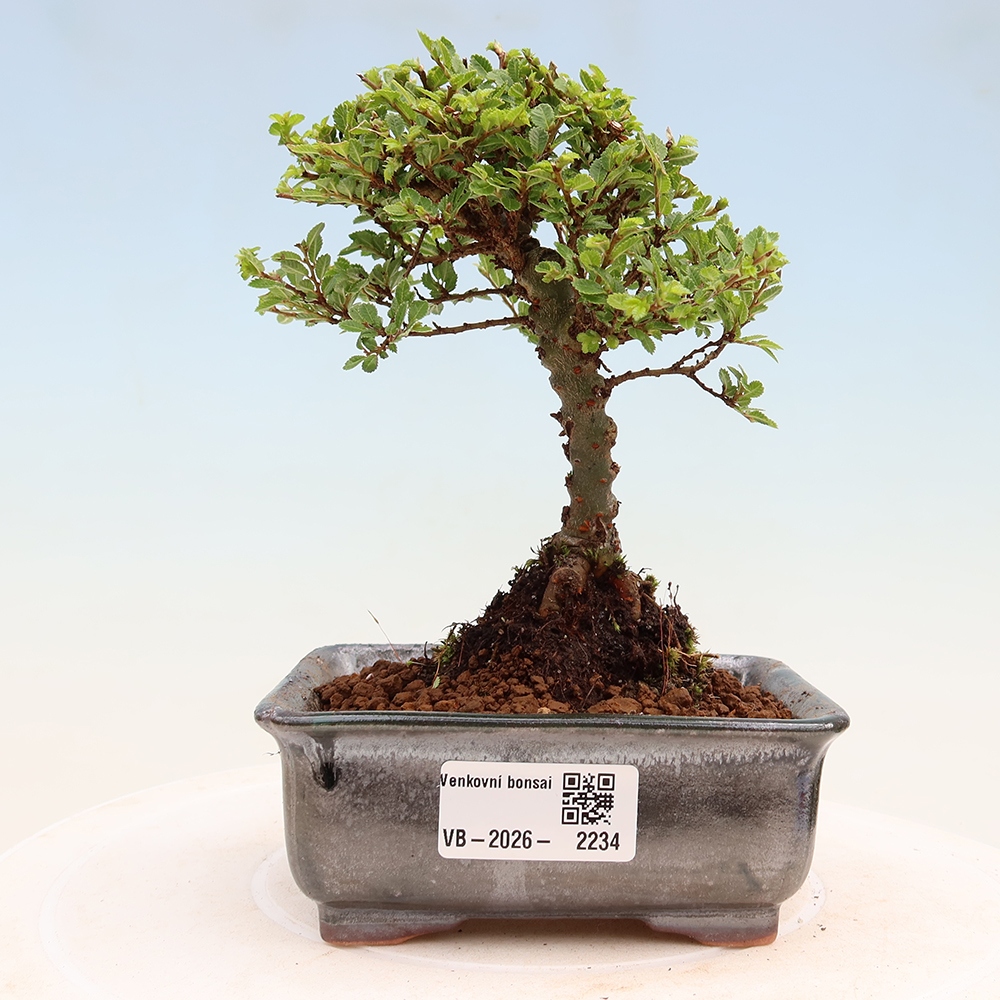 Bonsai voor buiten - Ulmus parvifolia Sagei - Kleinbladige iep