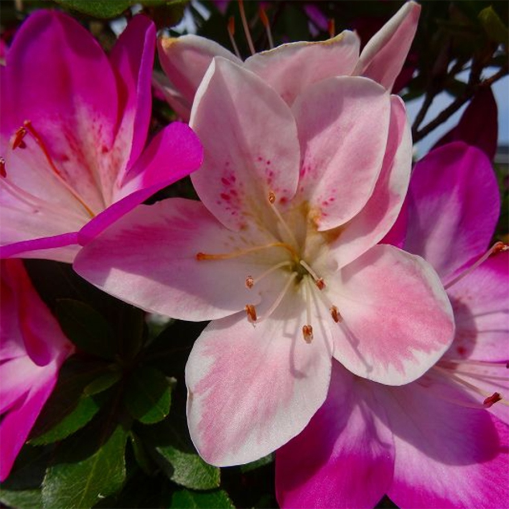 Bonsai voor buiten - Japanse Azalea - Azalea Yoko