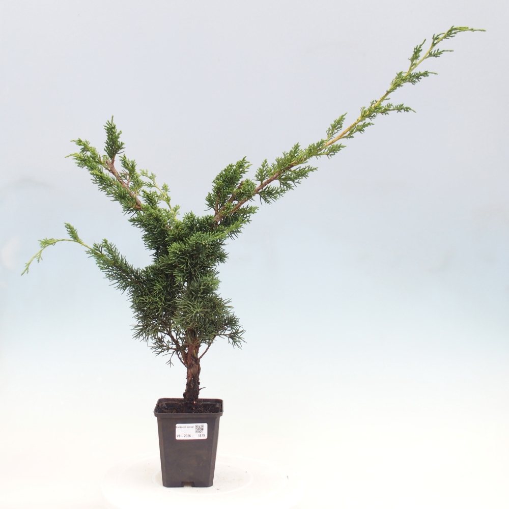 Bonsai voor buiten - Juniperus chinensis Kishu