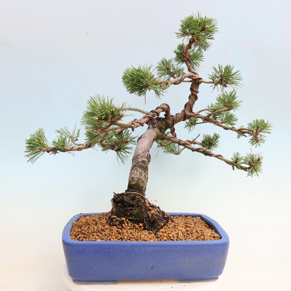 Bonsai voor buiten - Pinus mugo Humpy  - Bergden