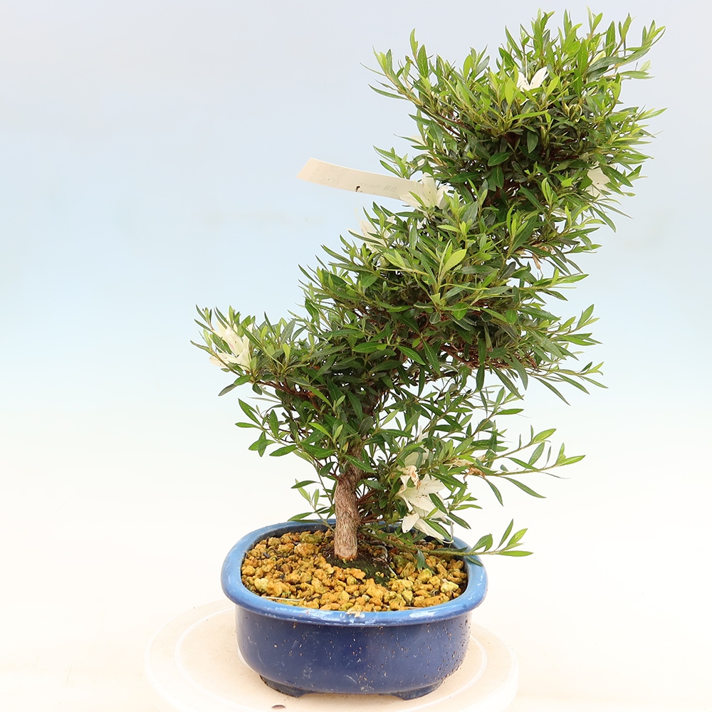 Bonsai voor buiten - Japanse Azalea - Azalea Hakurin