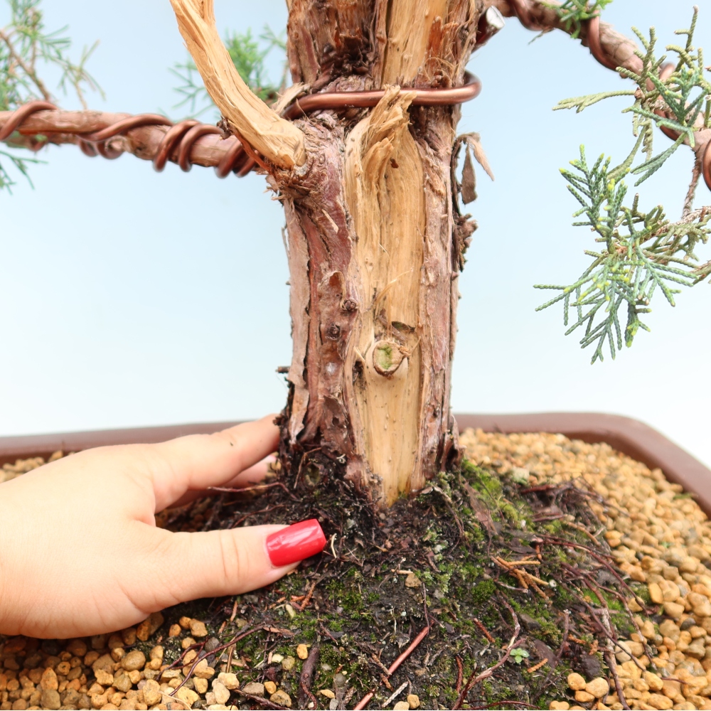 Bonsai voor buiten - Juniperus chinensis Kishu
