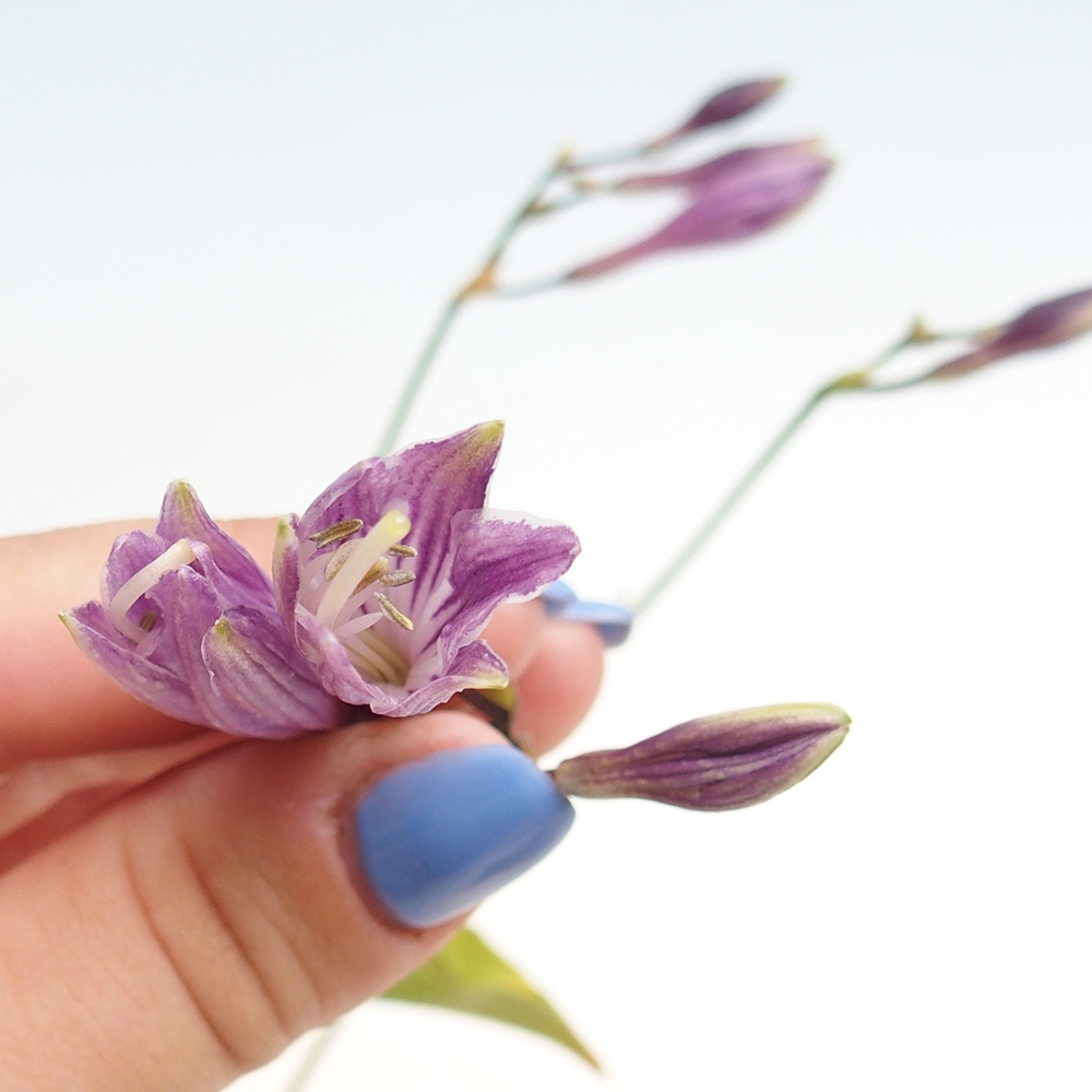 Buiten bonsai - Mini Hosta - Bohyška