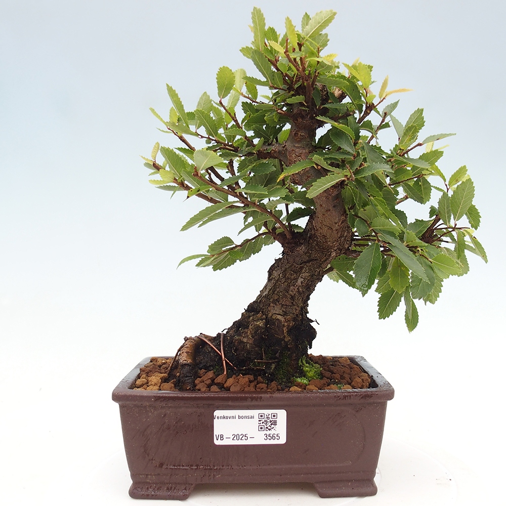 Bonsai voor buiten - Zelkova - Zelkova NIRE