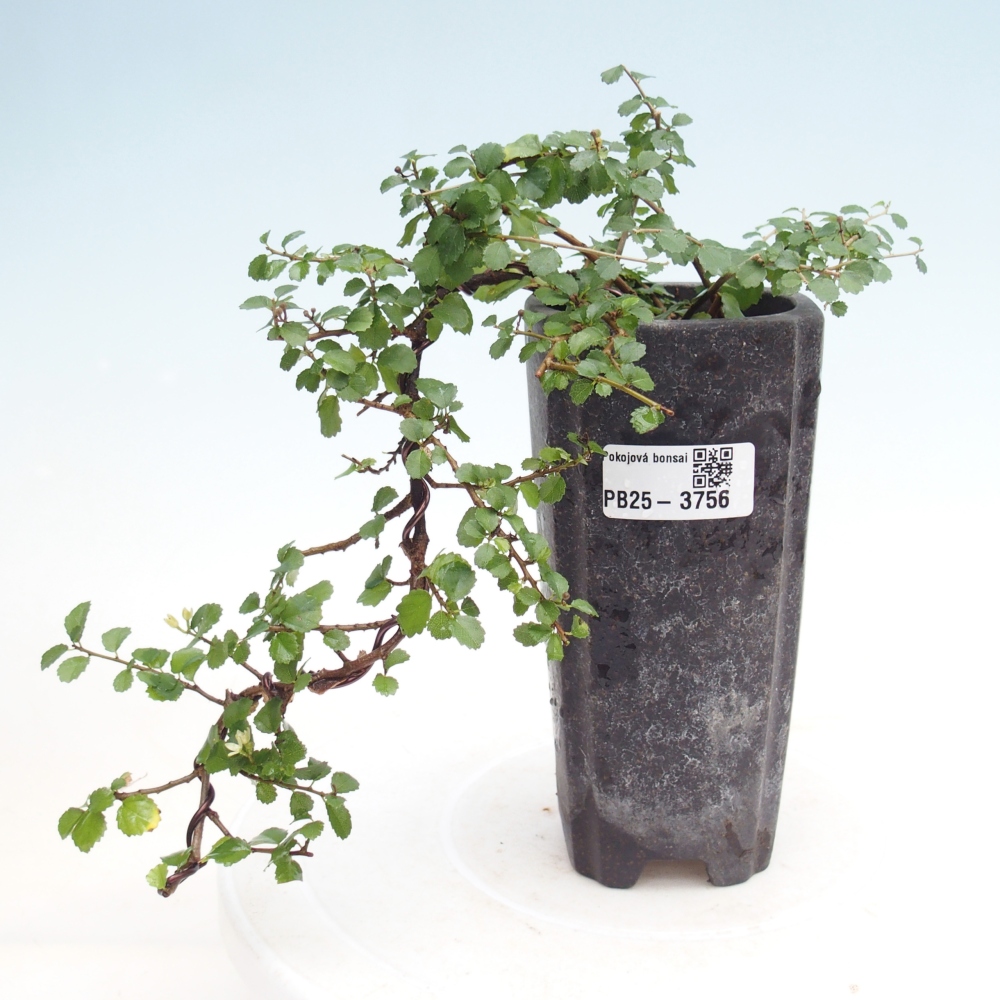 Kamerbonsai - Grewia sp. - Grewia malafolia