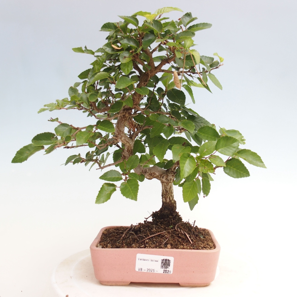 Bonsai voor buiten -Carpinus CARPINOIDES - Koreaanse haagbeuk