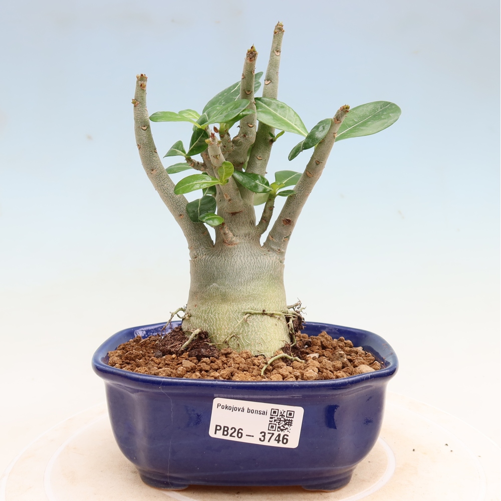 Kamerbonsai - Adenium obesum Red Star - Woestijnroos