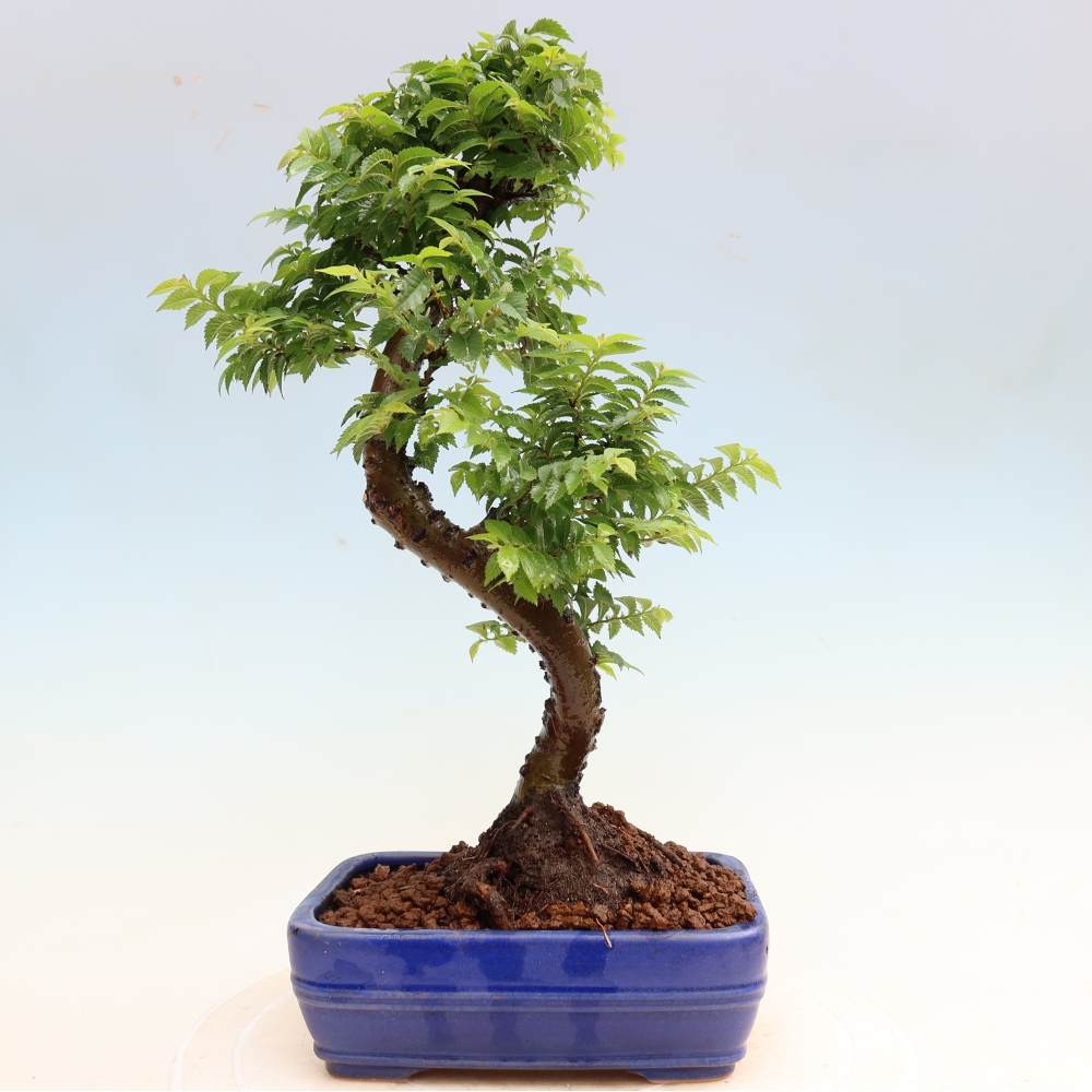 Buitenbonsai - Ulmus Jacqueline Hillier - Prachtige iep