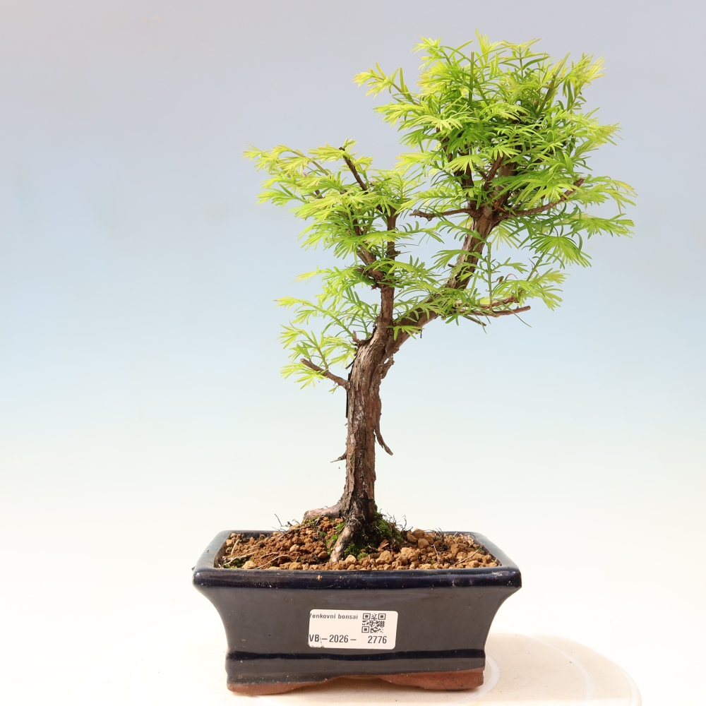 Bonsai voor buiten - Metasequoia glyptostroboides - Chinese Metasequoia