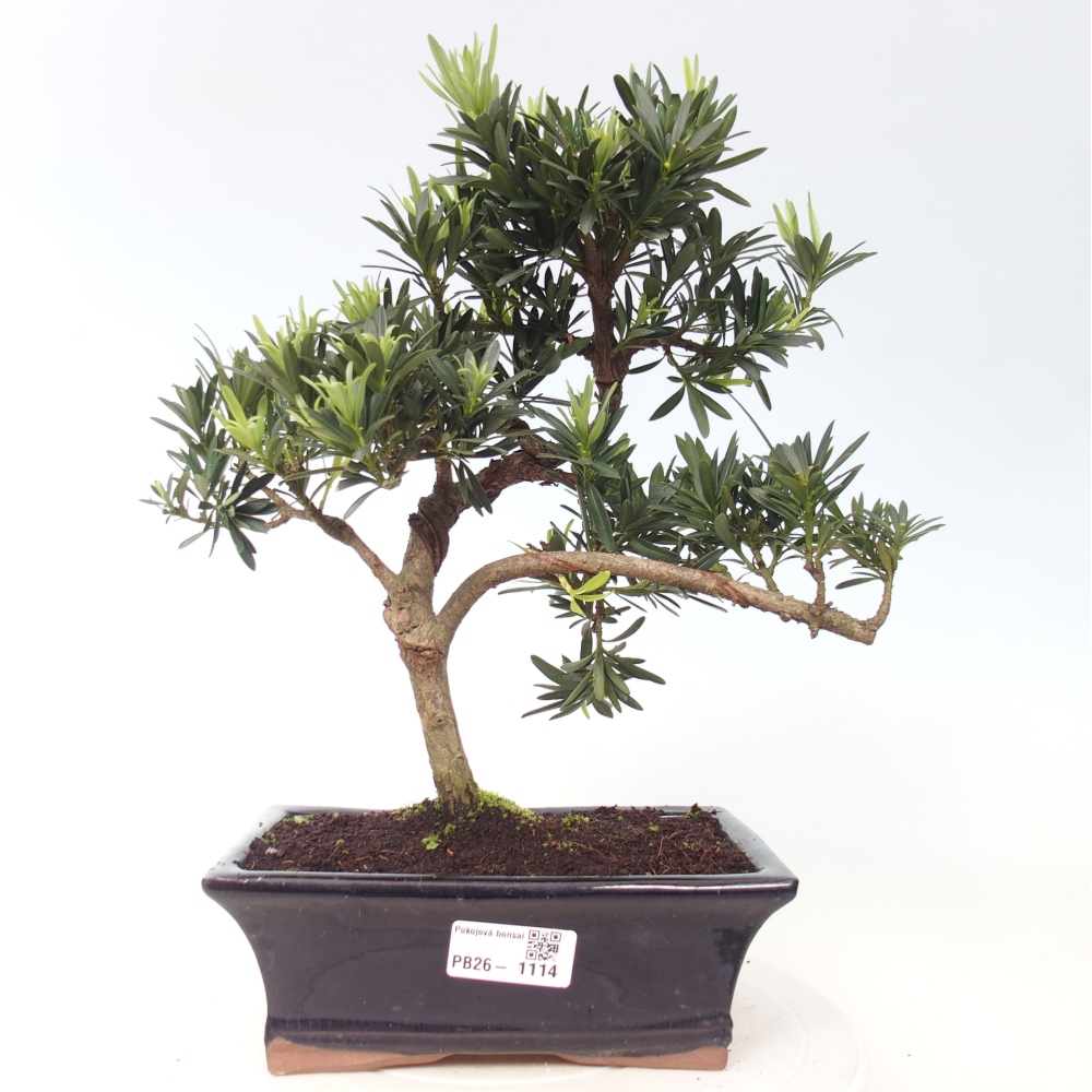 Kamerbonsai - Podocarpus - Taxus