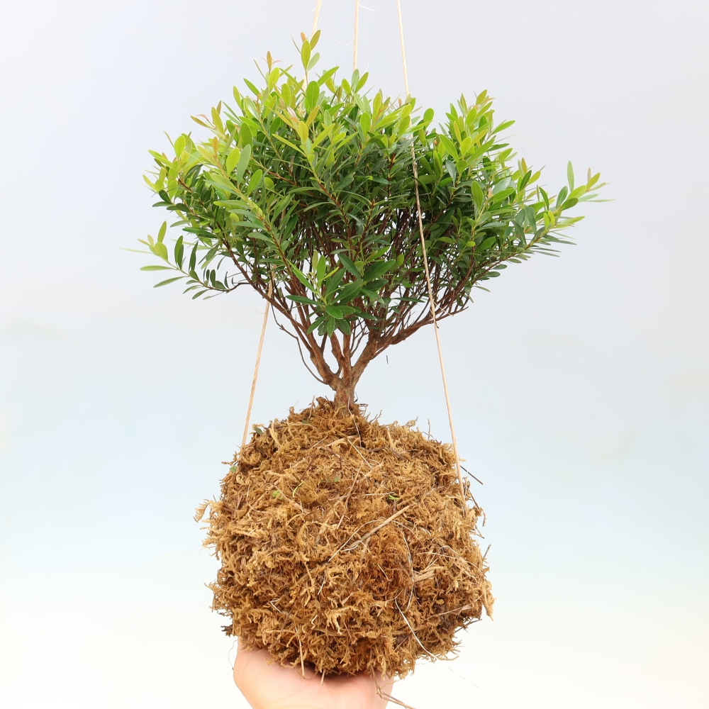 Kokedama in keramiek -Syzygium - Pimentboom