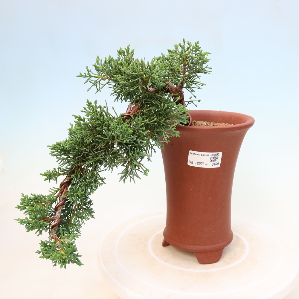 Bonsai voor buiten - Juniperus chinensis Kishu
