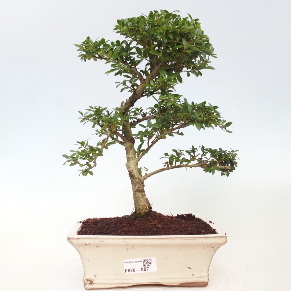 Kamerbonsai - Ilex crenata - Hulst
