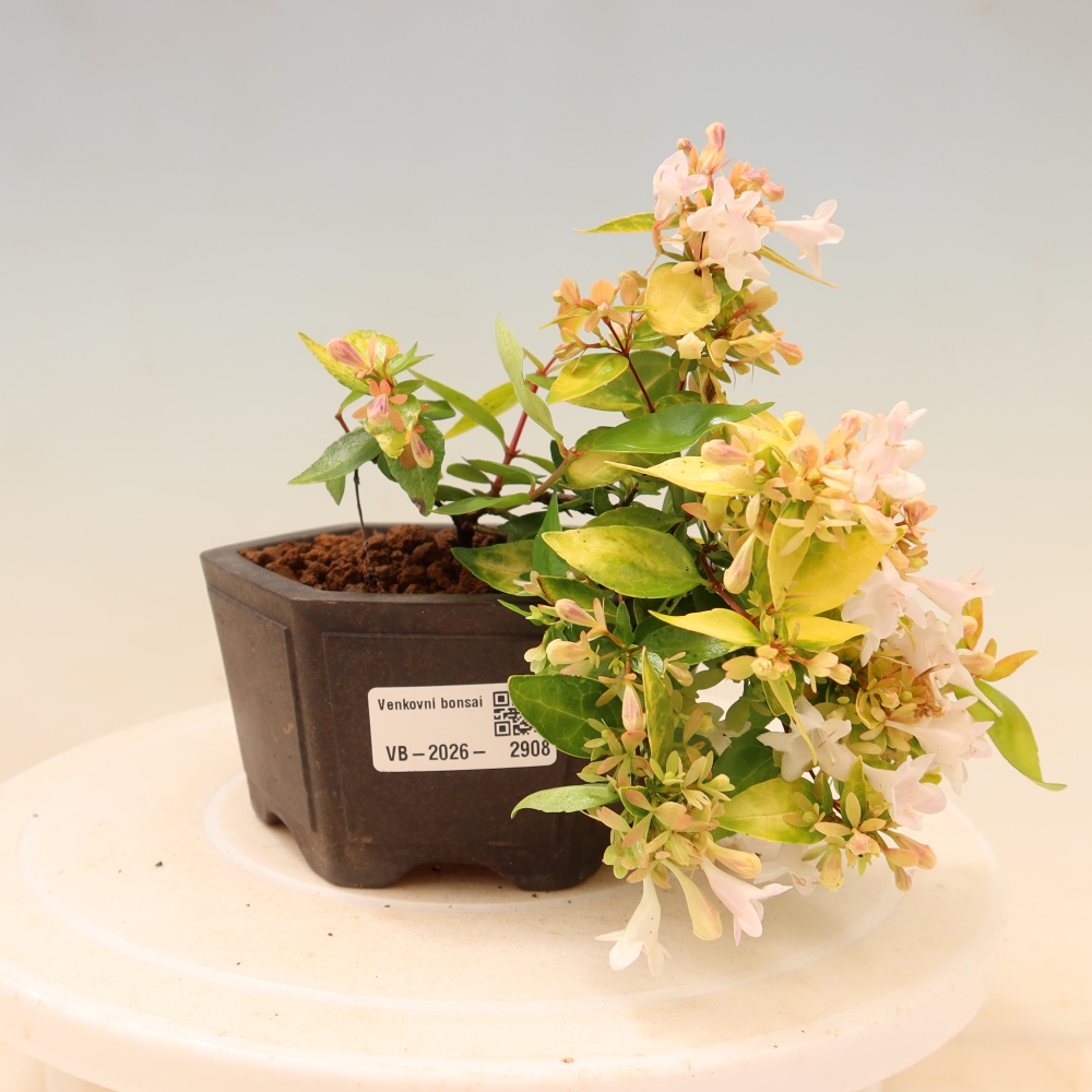 Buitenbonsai - Abelia gr. Kleidoscope - Grootbloemige abelia