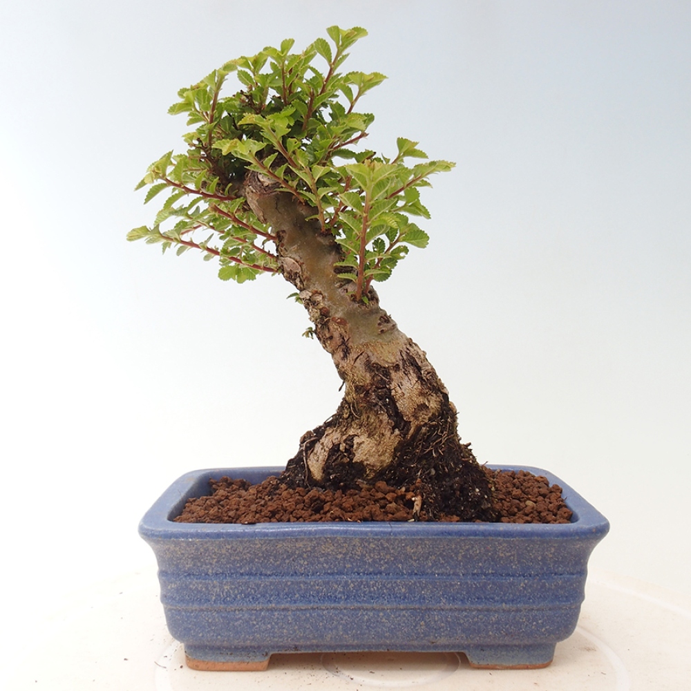 Bonsai voor buiten - Ulmus parvifolia Sagei - Kleinbladige iep