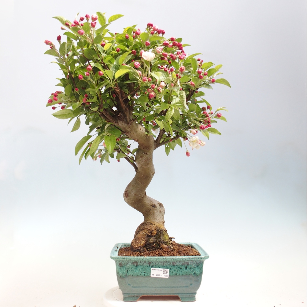 Bonsai voor buiten -Malus halliana - Appelboom met kleine vruchten