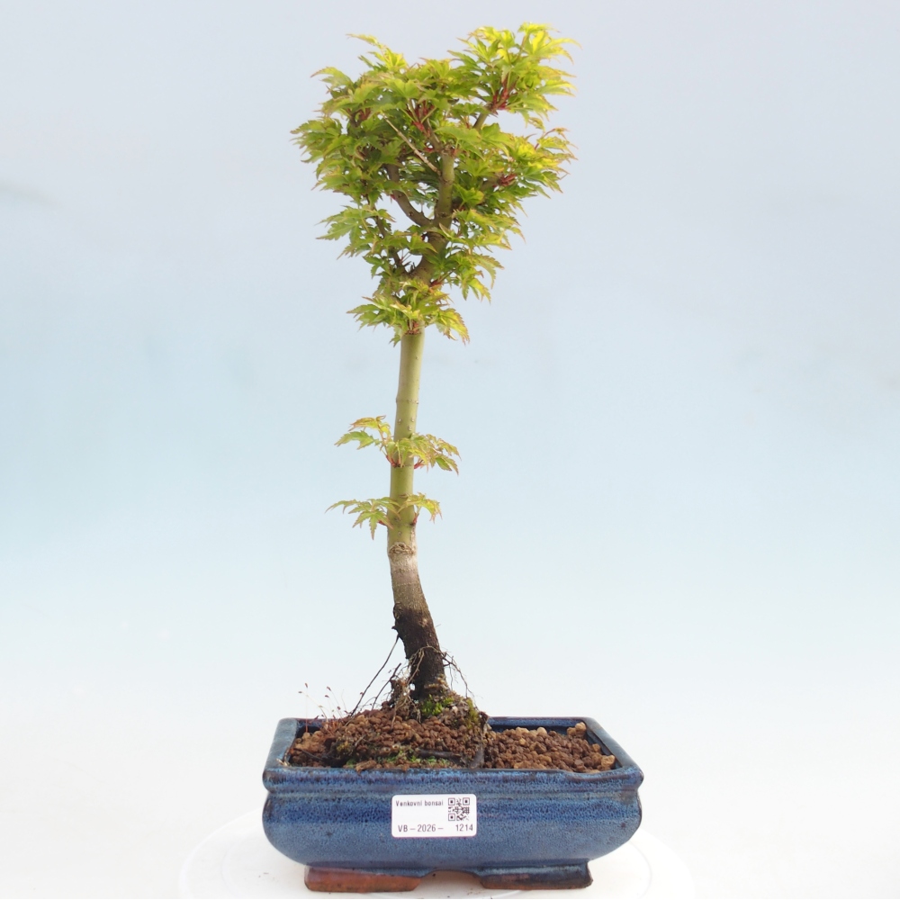 Bonsai voor buiten -Javor palm Acer palmatum Shishigashira