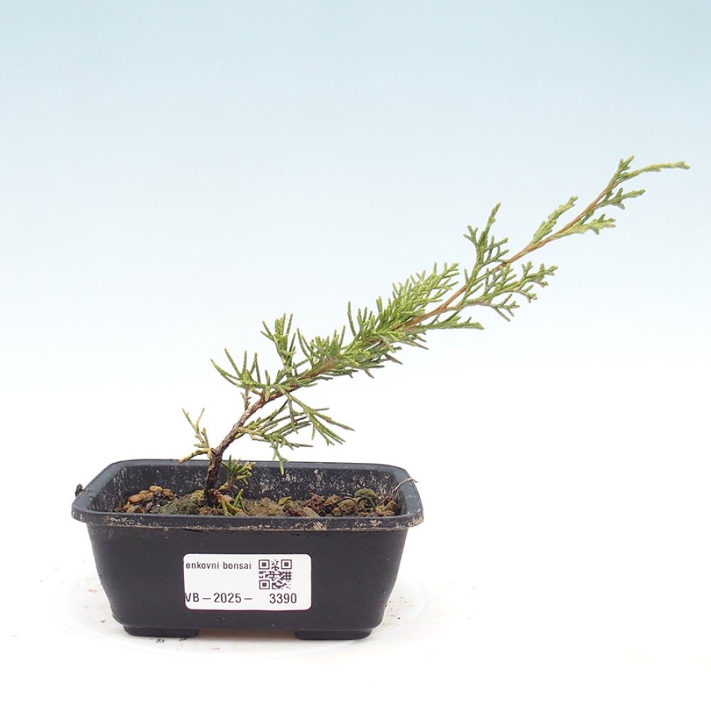 Bonsai voor buiten - Juniperus chinensis Itoigawa