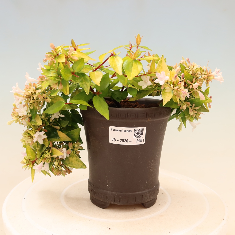 Buitenbonsai - Abelia gr. Kleidoscope - Grootbloemige abelia
