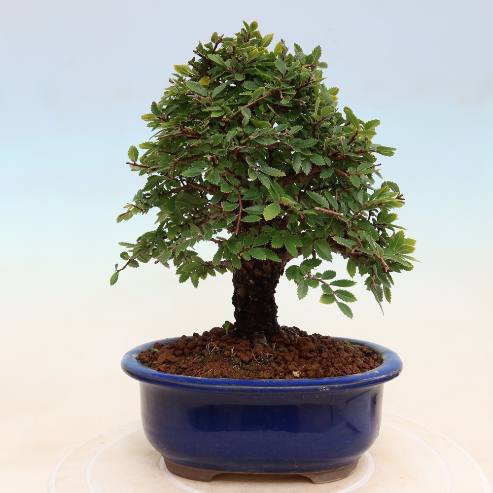 Bonsai voor buiten - Zelkova - Zelkova NIRE