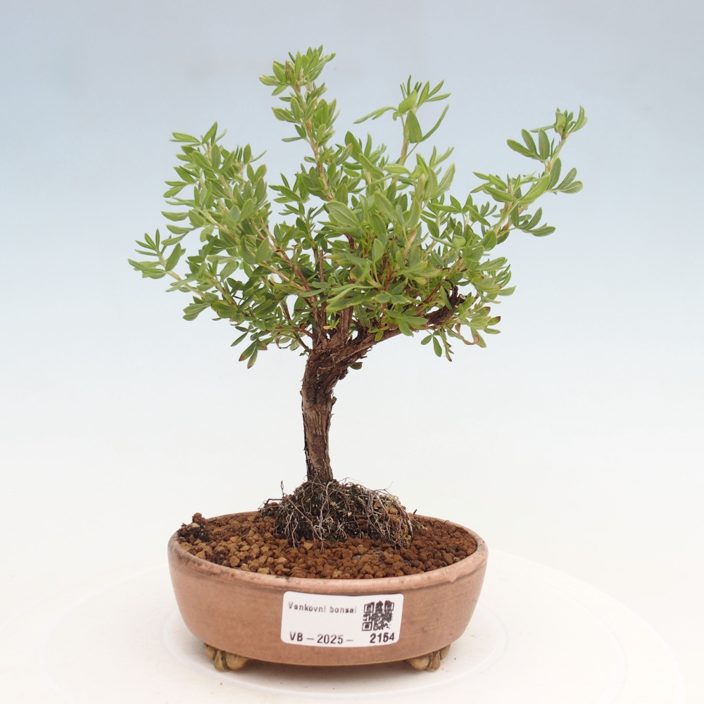Bonsai voor buiten - Potentila fruticosa gele vogel