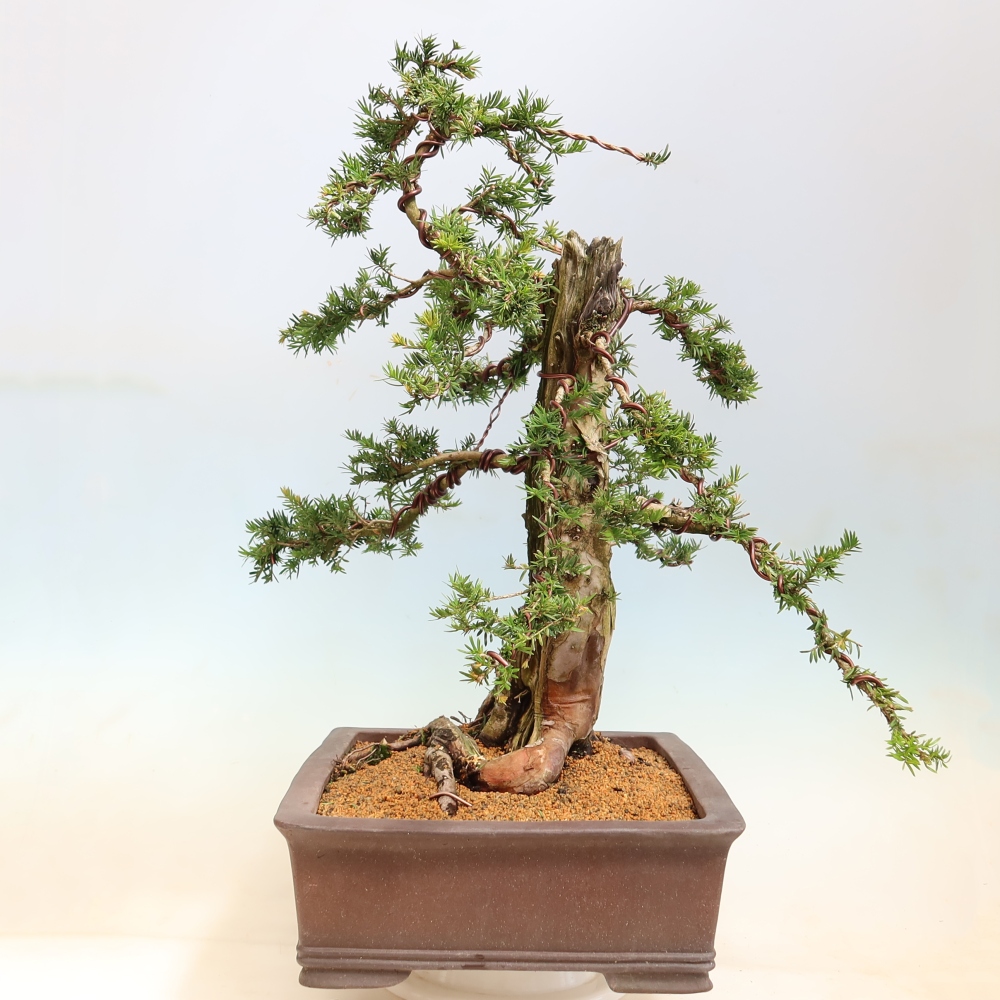 Bonsai voor buiten - Taxus baccata  - Rode taxus