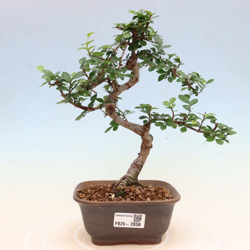 Kamerbonsai - Ulmus parvifolia - Winteriep
