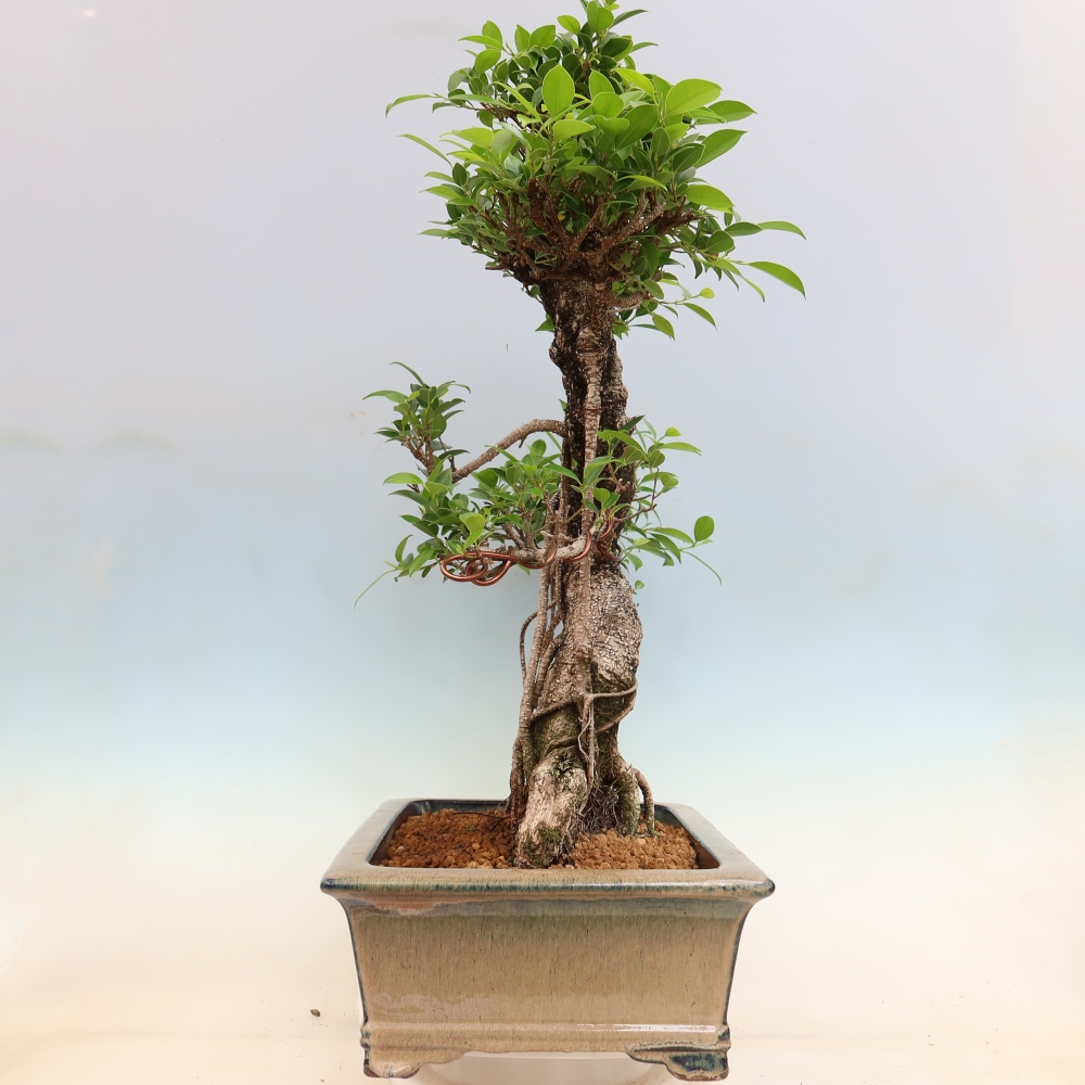 Kamerbonsai - Ficus kimmen - kleinbladige ficus
