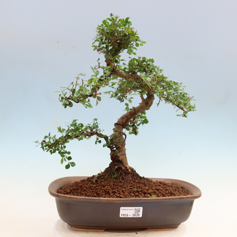Kamerbonsai -Ligustrum retusa - kleinbladige vogelbek
