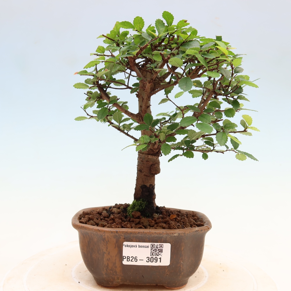 Kamerbonsai - Ulmus parvifolia - Winteriep