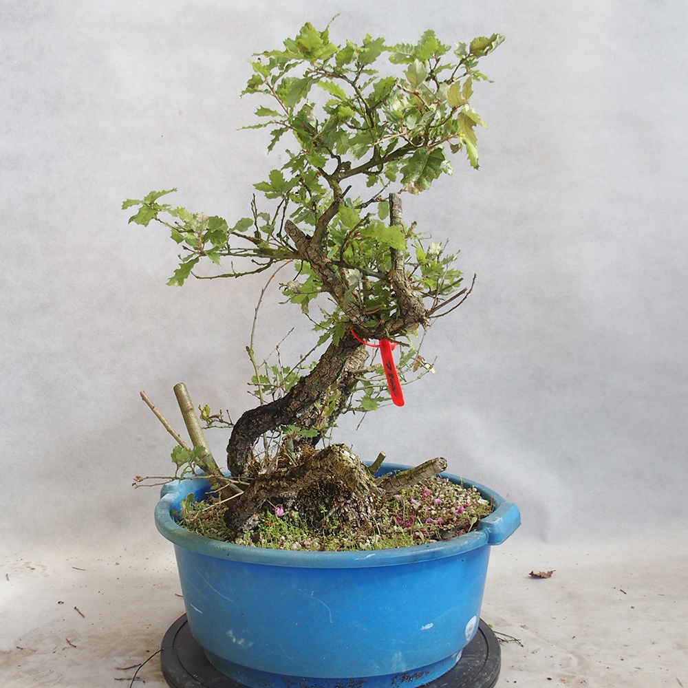 Buiten bonsai Quercus Cerris - Eik Cer