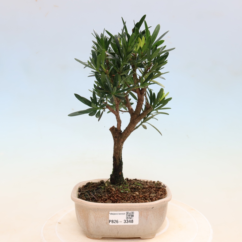 Kamerbonsai - Podocarpus - Taxus