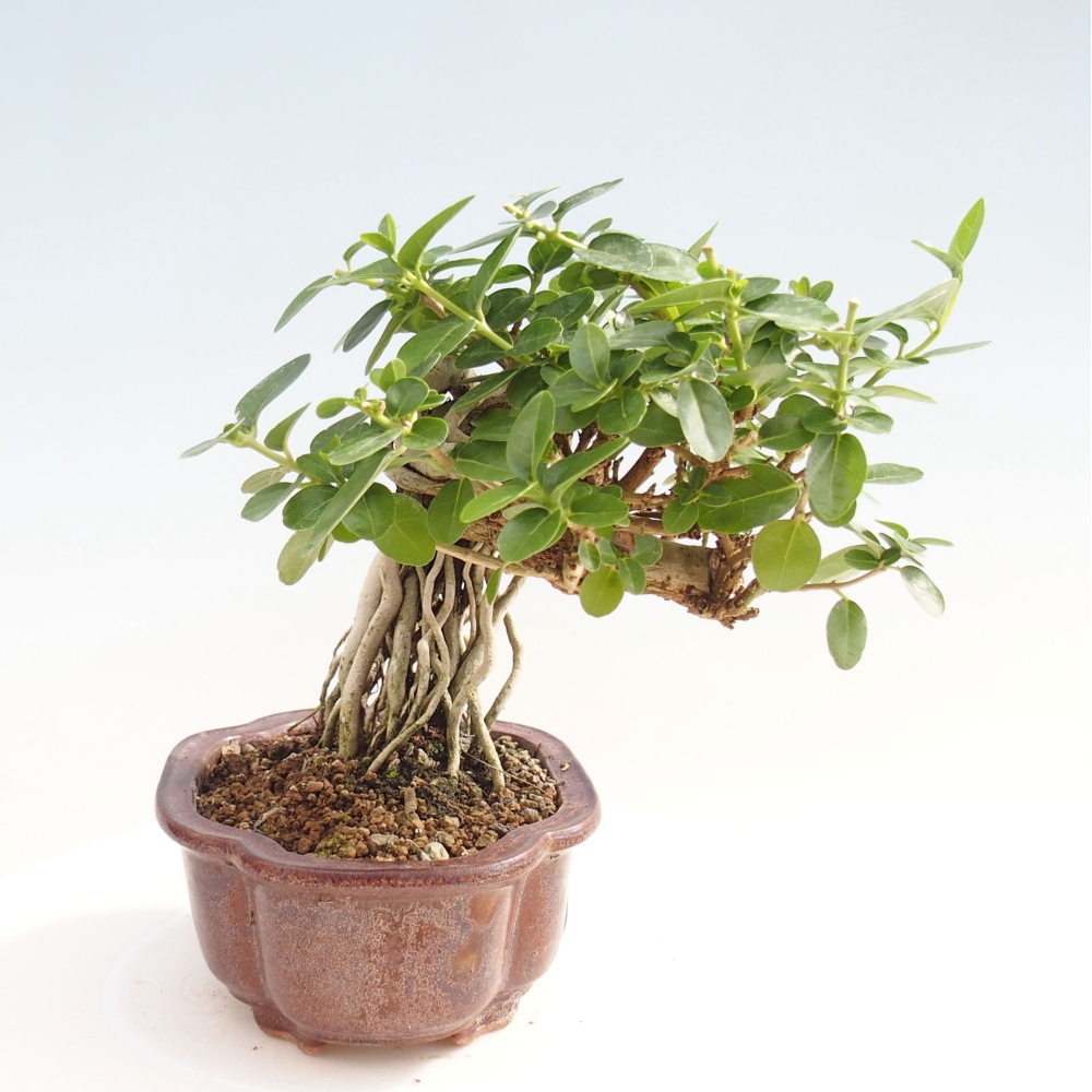 Bonsai voor binnen - Premna serratifolia - Kozlovna malolista