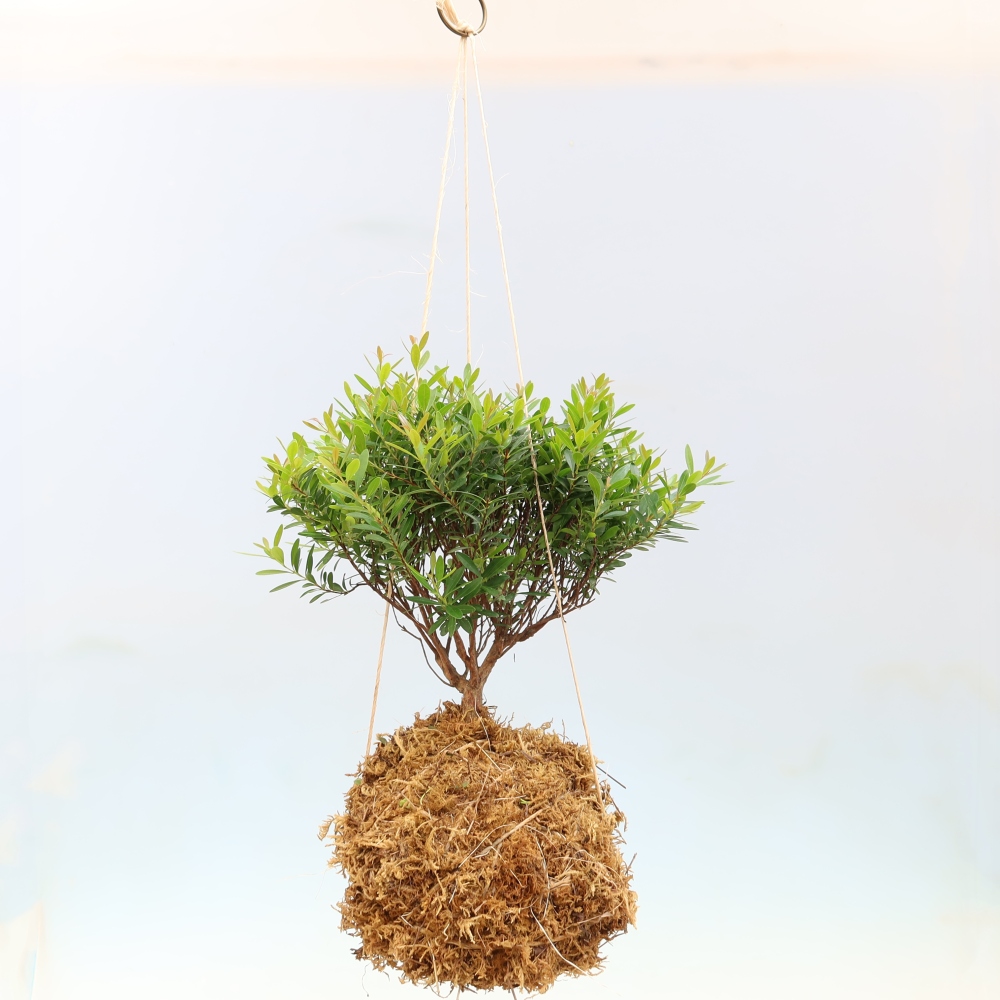 Kokedama in keramiek -Syzygium - Pimentboom