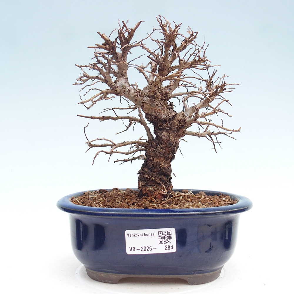 Bonsai voor buiten - Zelkova - Zelkova NIRE