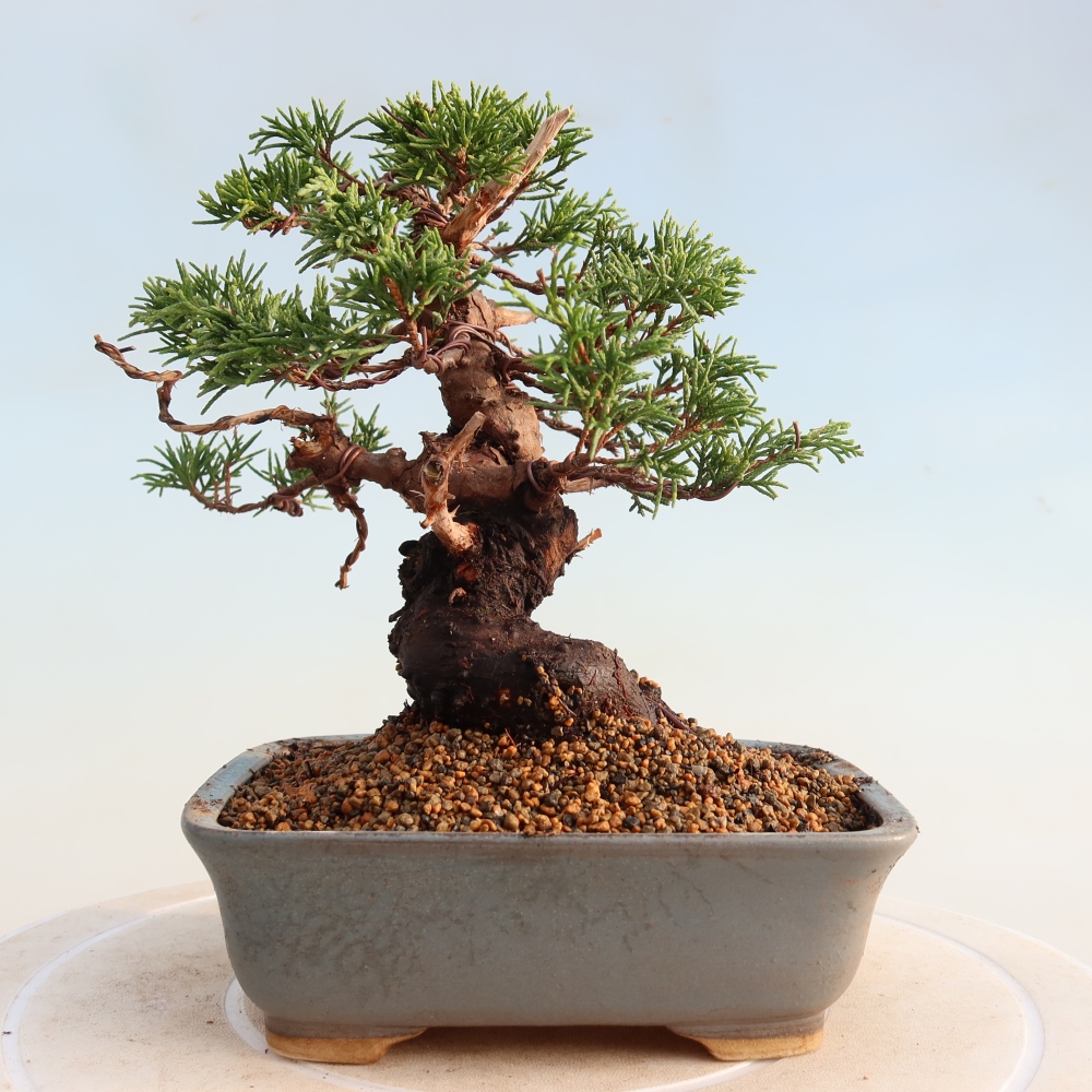 Bonsai voor buiten - Juniperus chinensis Itoigawa