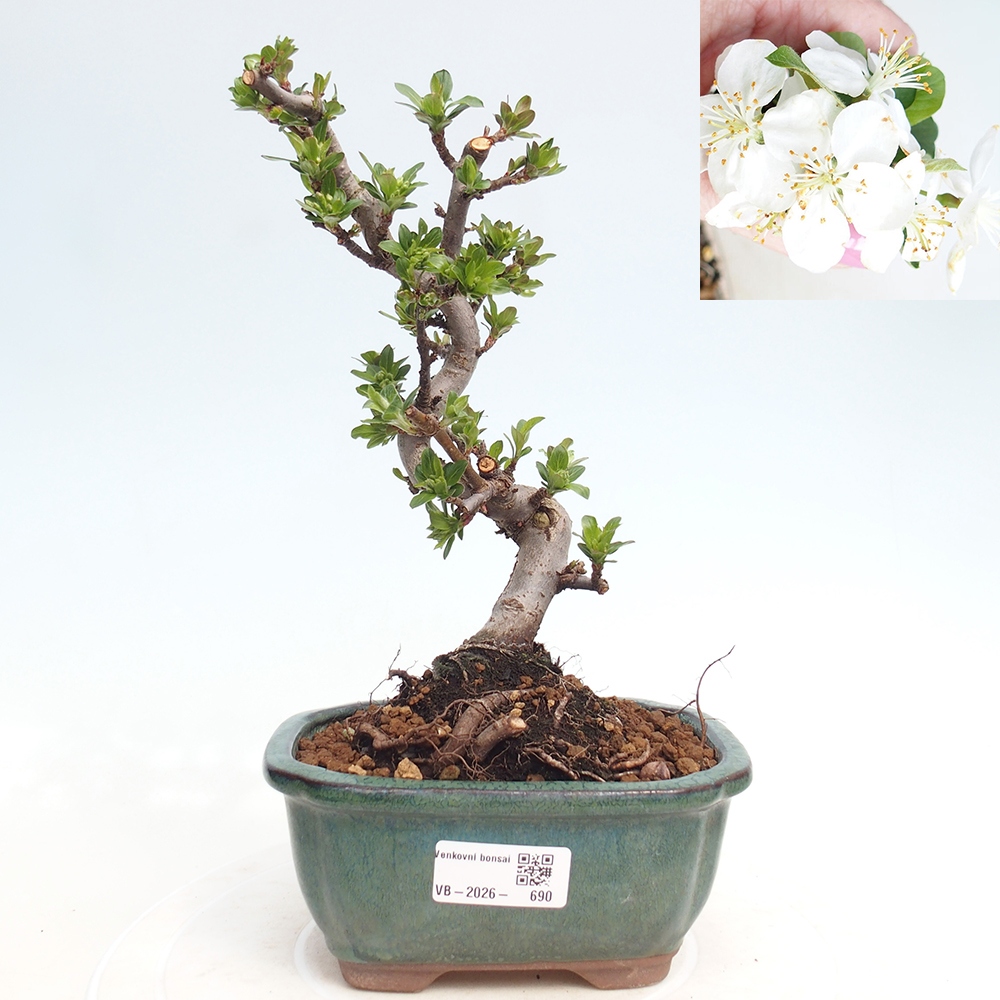 Bonsai voor buiten - Malus sargentii - Appelboom met kleine vruchten