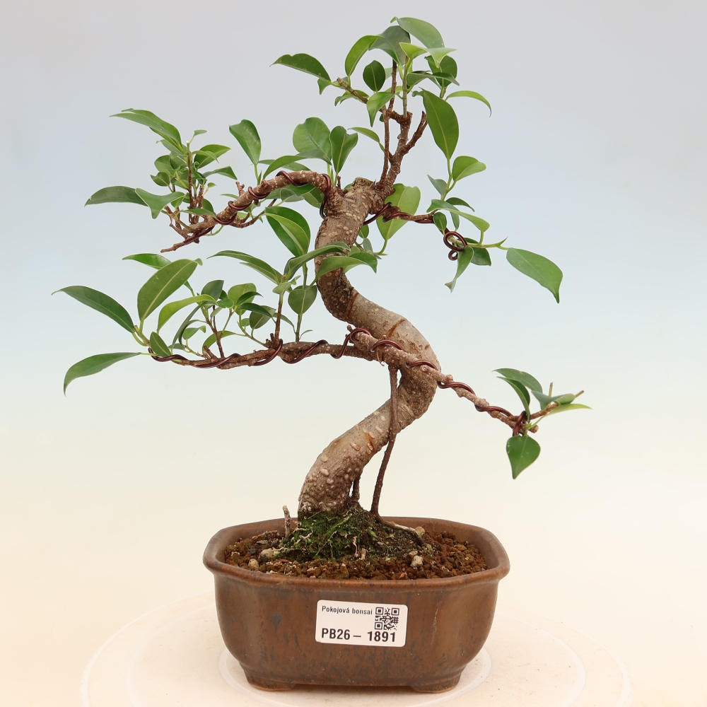 Kamerbonsai - Ficus retusa - kleinbladige ficus
