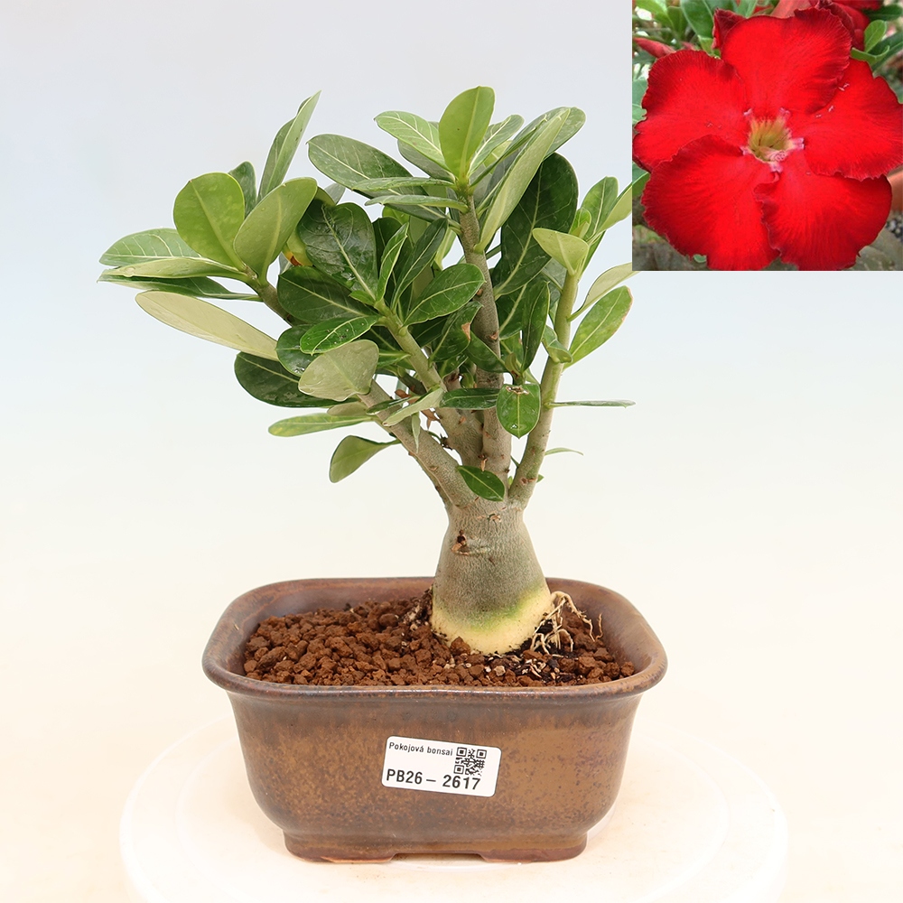 Kamerbonsai - Adenium obesum Red Star - Woestijnroos