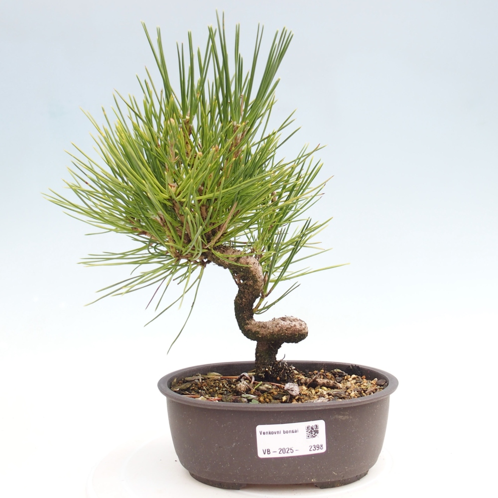 Bonsai voor buiten - Pinus thunbergii - Thunberg den