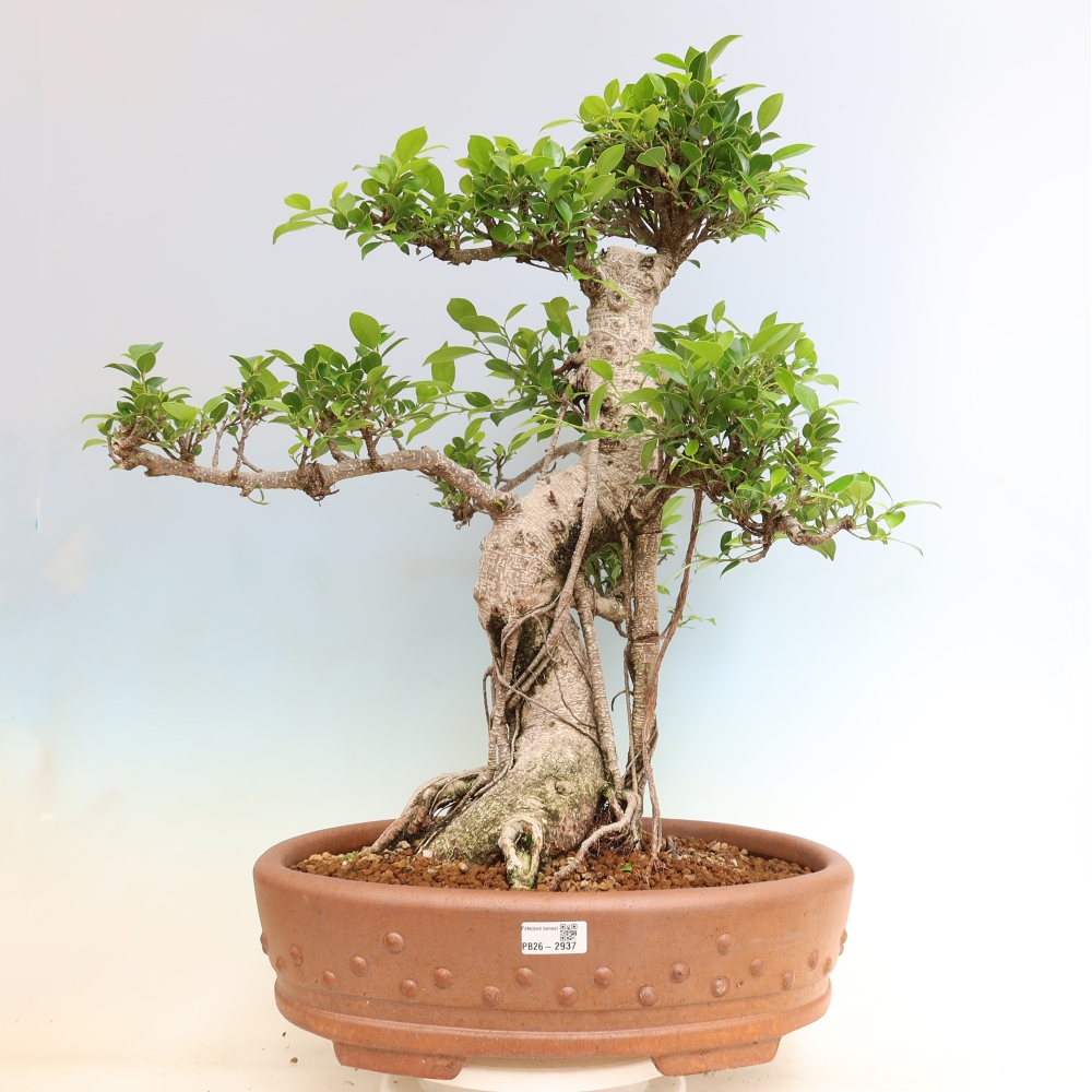 Kamerbonsai - Ficus kimmen - kleinbladige ficus